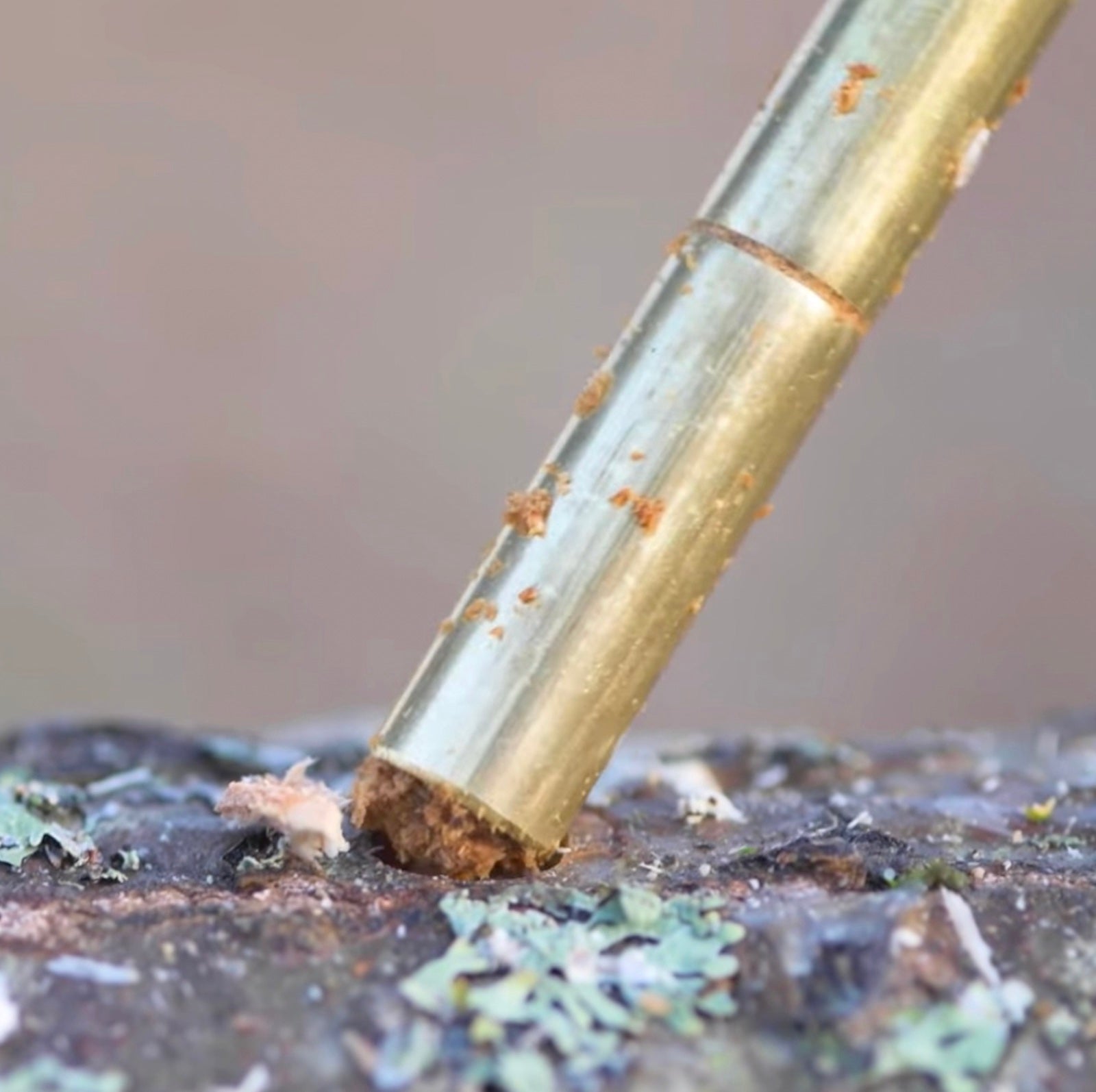closeup of log inoculation tool with sawdust spawn